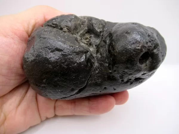 Genuine Miocene Age Megalodon Shark Coprolite Fossil for Sale from South Carolina #23b