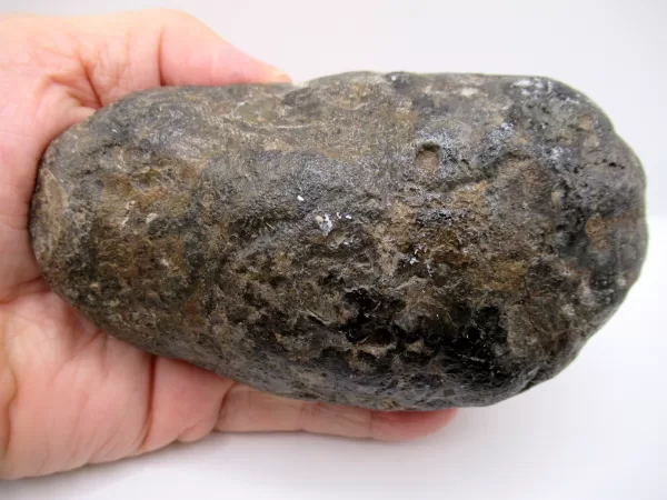 Genuine Miocene Age Megalodon Shark Coprolite Fossil for Sale from South Carolina #24