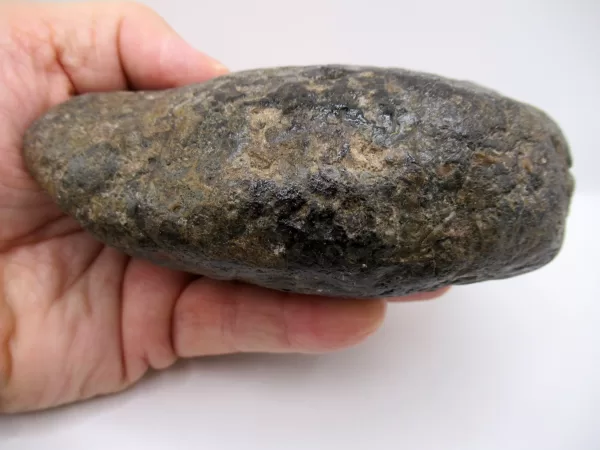 Genuine Miocene Age Megalodon Shark Coprolite Fossil for Sale from South Carolina #24a