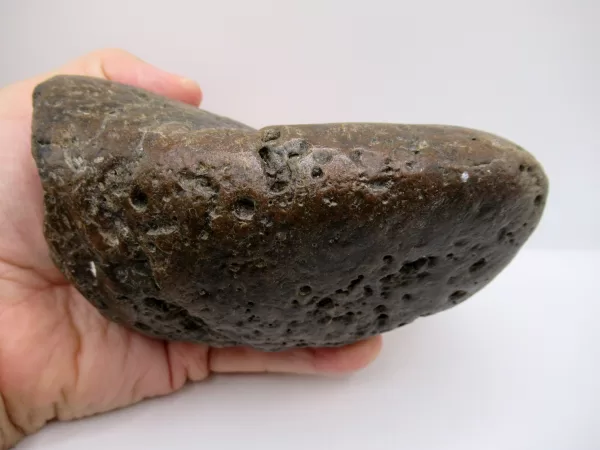 Genuine Miocene Age Megalodon Shark Coprolite Fossil for Sale from South Carolina #26c