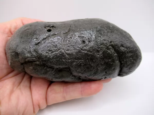 Genuine Miocene Age Megalodon Shark Coprolite Fossil for Sale from South Carolina #27a