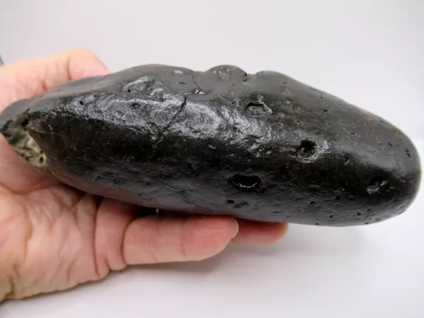 Genuine Miocene Age Megalodon Shark Coprolite Fossil for Sale from South Carolina #32c