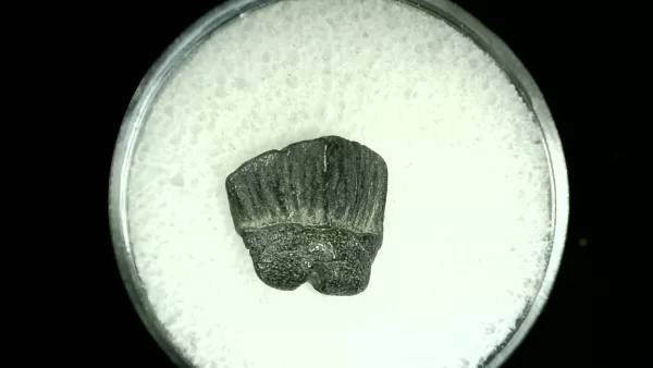 Genuine Cretaceous Age Rhombodus Ray Tooth Fossil for Sale from Texas #11