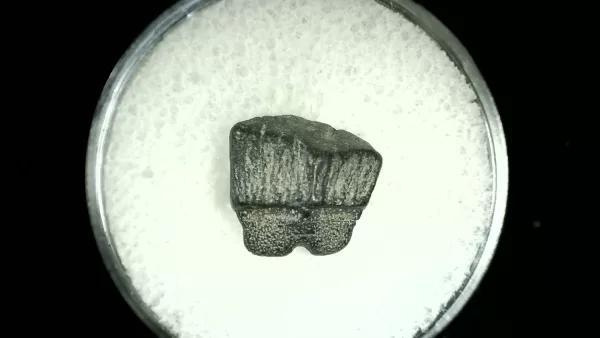 Genuine Cretaceous Age Rhombodus Ray Tooth Fossil for Sale from Texas #11a