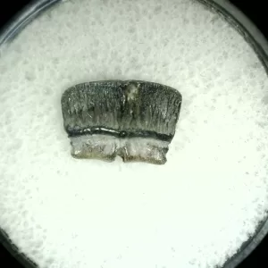 Genuine Cretaceous Age Rhombodus Ray Tooth Fossil for Sale from Texas #14