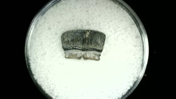 Genuine Cretaceous Age Rhombodus Ray Tooth Fossil for Sale from Texas #14