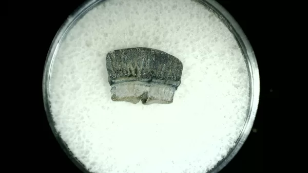 Genuine Cretaceous Age Rhombodus Ray Tooth Fossil for Sale from Texas #14a