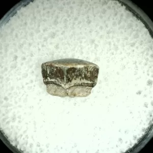 Genuine Cretaceous Age Rhombodus Ray Tooth Fossil for Sale from Texas #18