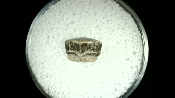 Genuine Cretaceous Age Rhombodus Ray Tooth Fossil for Sale from Texas #18