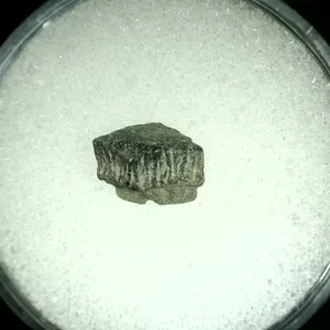 Genuine Cretaceous Age Rhombodus Ray Tooth Fossil for Sale from Texas #20