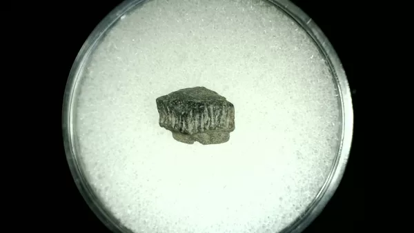 Genuine Cretaceous Age Rhombodus Ray Tooth Fossil for Sale from Texas #20