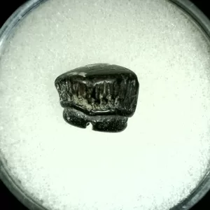 Genuine Cretaceous Age Rhombodus Ray Tooth Fossil for Sale from Texas #22