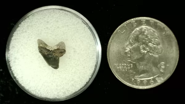 Genuine Cretaceous Age Squalicorax Shark Tooth From Texas For Sale #16