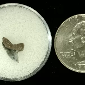 Genuine Cretaceous Age Squalicorax Shark Tooth From Texas For Sale #18