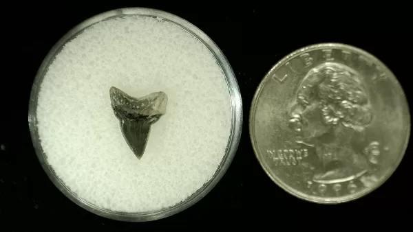 Genuine Cretaceous Age Squalicorax Shark Tooth From Texas For Sale #21