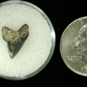 Genuine Cretaceous Age Squalicorax Shark Tooth From Texas For Sale #25