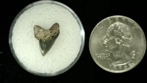 Genuine Cretaceous Age Squalicorax Shark Tooth From Texas For Sale #25