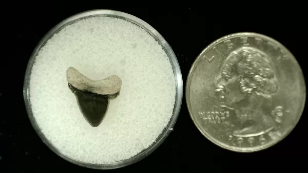 Genuine Cretaceous Age Squalicorax Shark Tooth From Texas For Sale #28