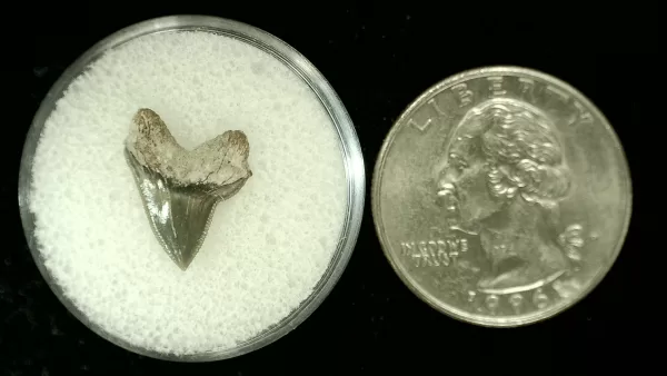 Genuine Cretaceous Age Squalicorax Shark Tooth From Texas For Sale #31