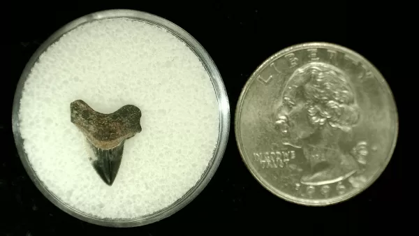 Genuine Cretaceous Age Squalicorax Shark Tooth From Texas For Sale #33