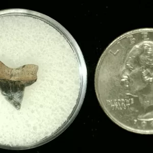 Genuine Cretaceous Age Squalicorax Shark Tooth From Texas For Sale #35