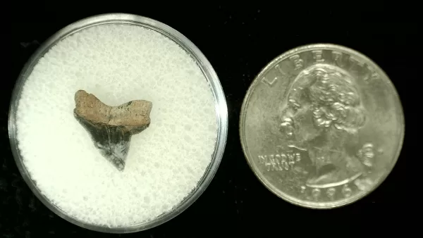 Genuine Cretaceous Age Squalicorax Shark Tooth From Texas For Sale #35