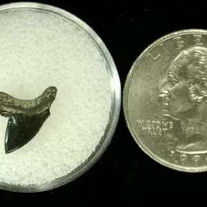 Genuine Cretaceous Age Squalicorax Shark Tooth From Texas For Sale #4