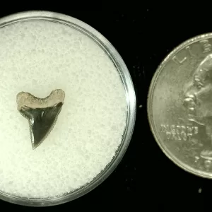 Genuine Cretaceous Age Squalicorax Shark Tooth From Texas For Sale #42