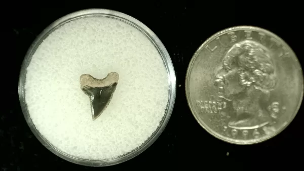 Genuine Cretaceous Age Squalicorax Shark Tooth From Texas For Sale #42