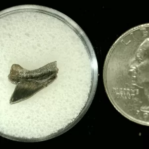 Genuine Cretaceous Age Squalicorax Shark Tooth From Texas For Sale #43