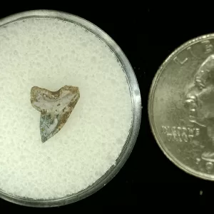 Genuine Cretaceous Age Squalicorax Shark Tooth From Texas For Sale #44