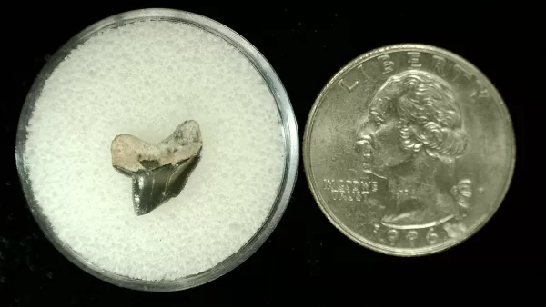 Genuine Cretaceous Age Squalicorax Shark Tooth From Texas For Sale #6