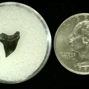 Genuine Cretaceous Age Squalicorax Shark Tooth From Texas For Sale #8