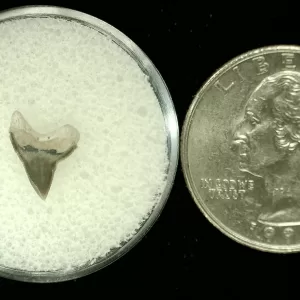 Genuine Cretaceous Age Squalicorax Shark Tooth From Texas For Sale #9