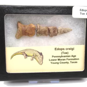 Genuine Permian Age Edops craigi Toe From Texas For Sale #1