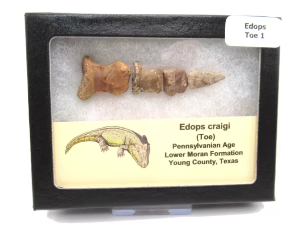 Genuine Permian Age Edops craigi Toe From Texas For Sale #1