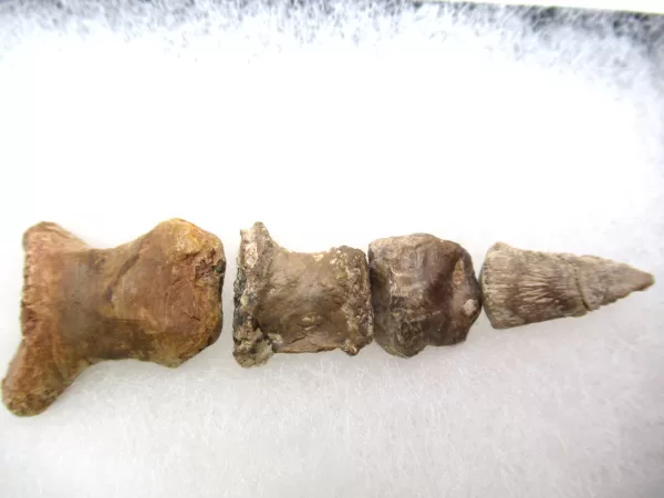 Genuine Permian Age Edops craigi Toe From Texas For Sale #1a