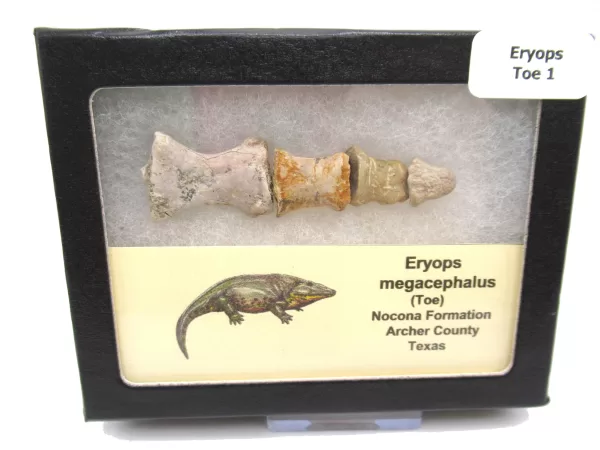 Genuine Permian Age Eryops megacephalus Toe From Texas For Sale #1