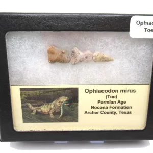 Genuine Permian Age Ophiacodon mirus Toe From Texas For Sale #2