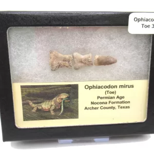 Genuine Permian Age Ophiacodon mirus Toe From Texas For Sale #3