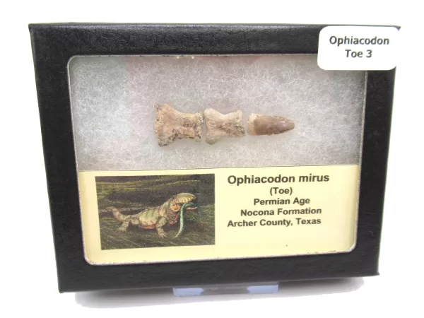 Genuine Permian Age Ophiacodon mirus Toe From Texas For Sale #3