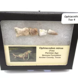 Genuine Permian Age Ophiacodon mirus Toe From Texas For Sale #4