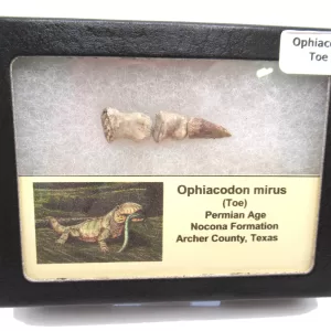 Genuine Permian Age Ophiacodon mirus Toe From Texas For Sale #5