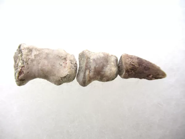 Genuine Permian Age Ophiacodon mirus Toe From Texas For Sale #5a