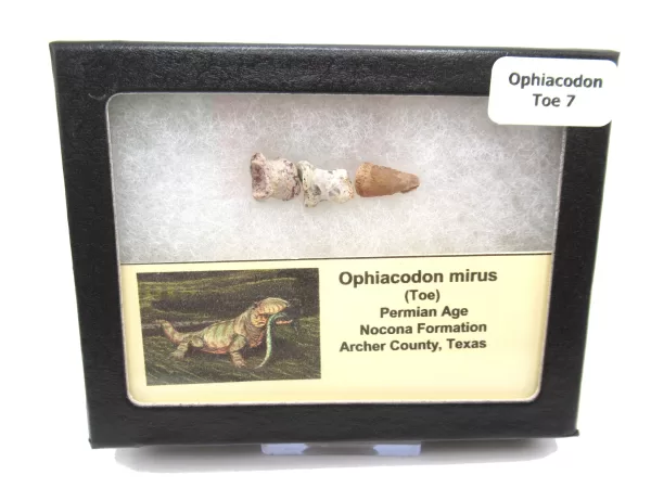 Genuine Permian Age Ophiacodon mirus Toe From Texas For Sale #7