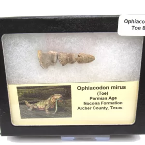 Genuine Permian Age Ophiacodon mirus Toe From Texas For Sale #8