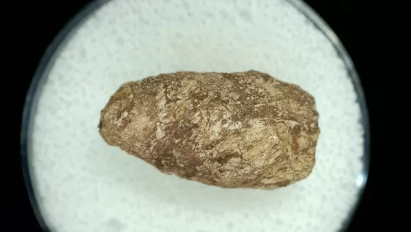 Genuine Permian Age Reptile Coprolite Fossil for Sale from Texas #15