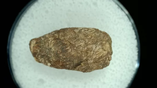 Genuine Permian Age Reptile Coprolite Fossil for Sale from Texas #15a