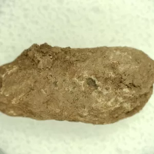 Genuine Permian Age Reptile Coprolite Fossil for Sale from Texas #16