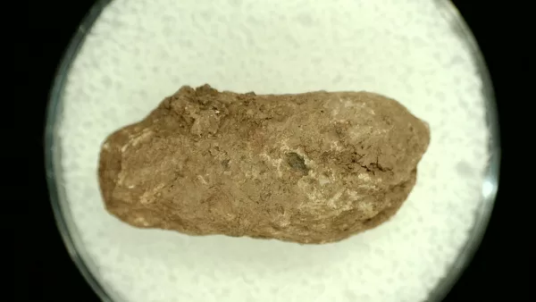 Genuine Permian Age Reptile Coprolite Fossil for Sale from Texas #16